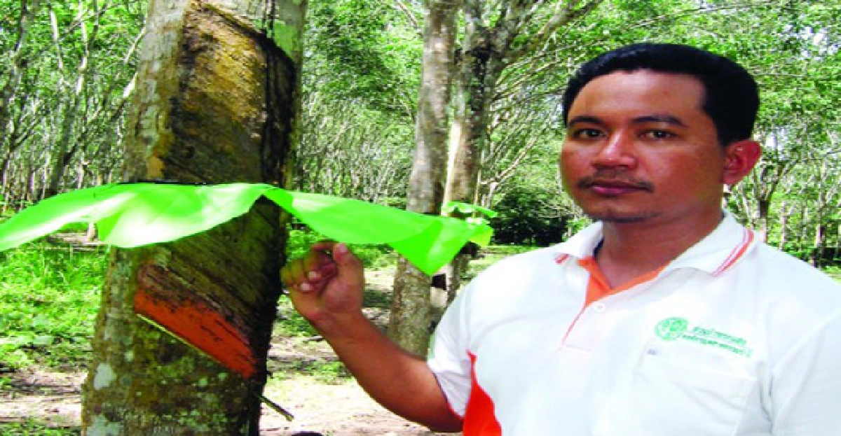 'ยางพาราไม้ทำเงิน สวนป่าสินปุน