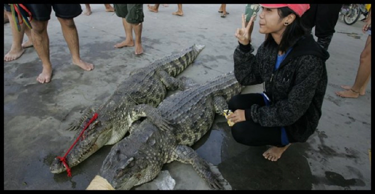 ส.ส.นนท์ปัดข่าวจระเข้กัดเด็ก ส.ส.นนท์ปัดข่าวจระเข้กัดเด็ก