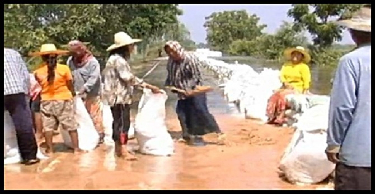 สุรินทร์น้ำมูลไหลท่วมนาข้าว4พันไร่ สุรินทร์น้ำมูลไหลท่วมนาข้าว4พันไร่