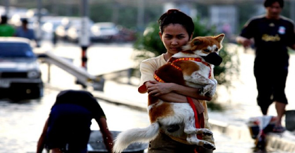 สื่อเทศตีข่าวสุนัขถูกทิ้งหลังคนหนีน้ำท่วม