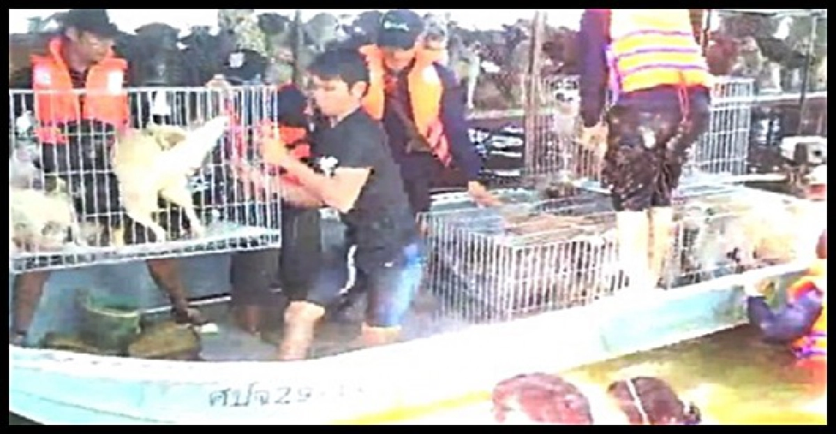 อพยพสุนัขกว่า500ตัวหนีน้ำ อพยพสุนัขกว่า500ตัวหนีน้ำ