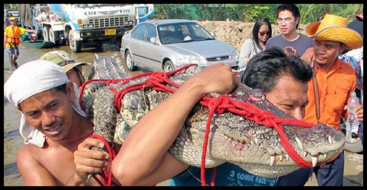 สายด่วนแจ้งเหตุพบ'จระเข้'โผล่ สายด่วนแจ้งเหตุพบ'จระเข้'โผล่