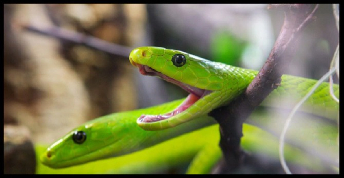 ผู้ว่านนท์ตั้งทีมล่างูGreen Mamba
ผู้ว่านนท์ตั้งทีมล่างูGreen Mamba
