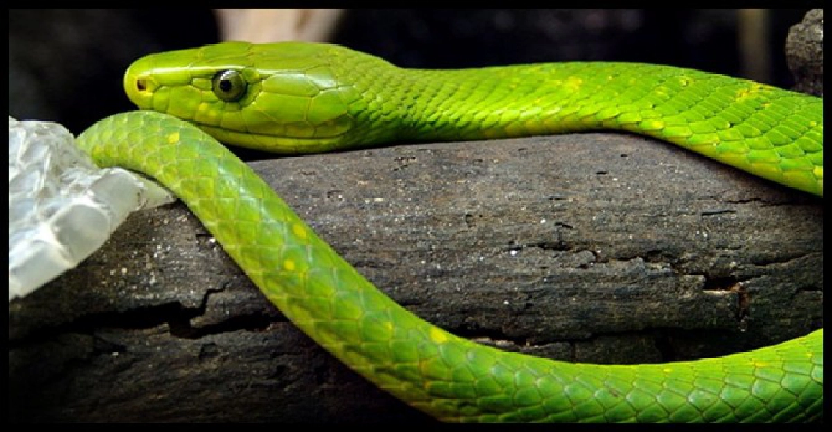 นอภ.ปากเกร็ดเร่งหา'งูเขียวกรีนแมมบ้า'หลุด