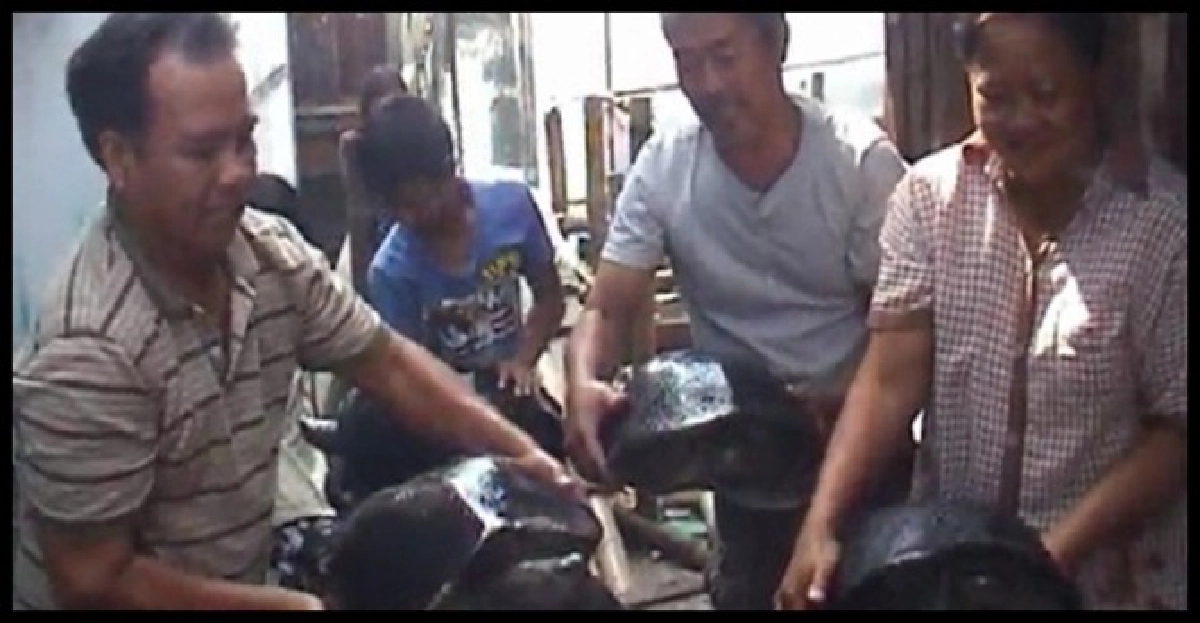 รับซื้อเต่าหลังน้ำท่วมหวั่นถูกจับกิน รับซื้อเต่าหลังน้ำท่วมหวั่นถูกจับกิน