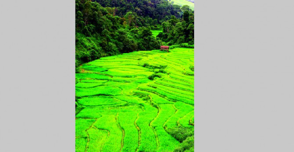 เขียวสบายตา 