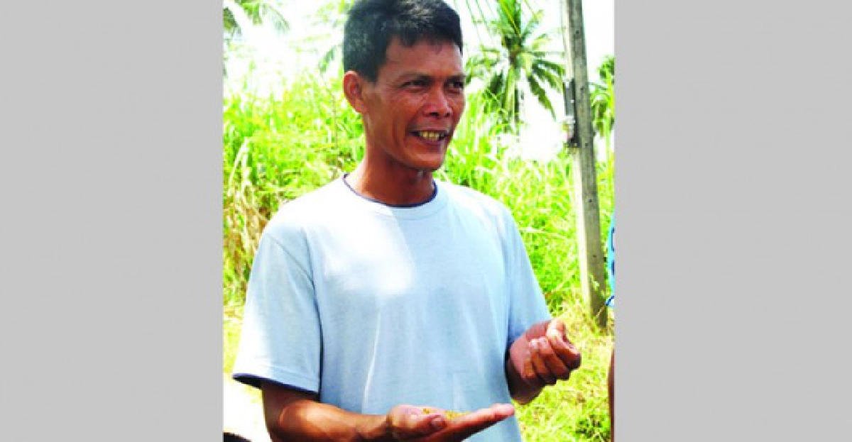 'ข้าวเหลือง'พื้นบ้านจากนครฯ 'ข้าวเหลือง'พื้นบ้านจากนครฯ