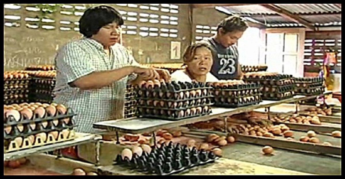 น้ำท่วม!ทำราคาไข่โคราชสูงขึ้น น้ำท่วม!ทำราคาไข่โคราชสูงขึ้น