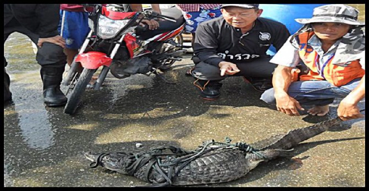 ตามไปดู!ล่าจระเข้บางบัวทอง