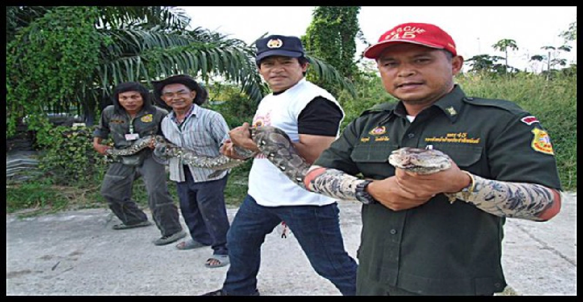 'บิณฑ์'นำทีมจับงูเหลือมยาวกว่า5ม.