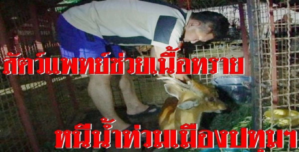 ชาวบ้านแจ้งปศุสัตว์ช่วยงู-เนื้อทรายหนีน้ำ