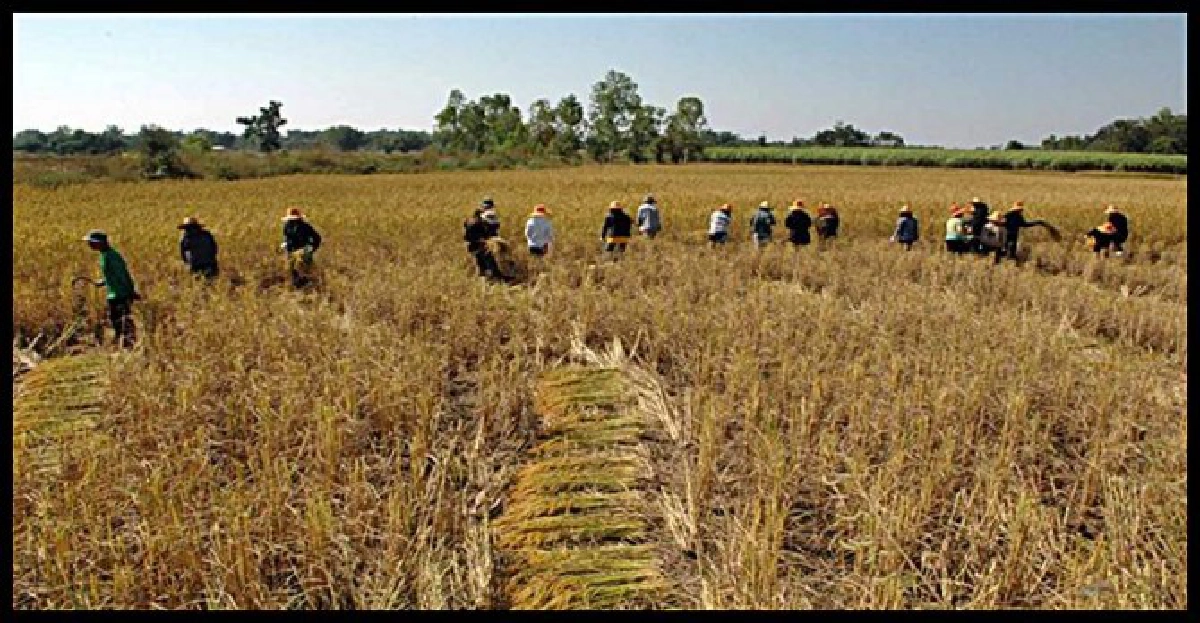 สกลฯลงแขกเกี่ยวข้าวสืบสานประเพณีไทย