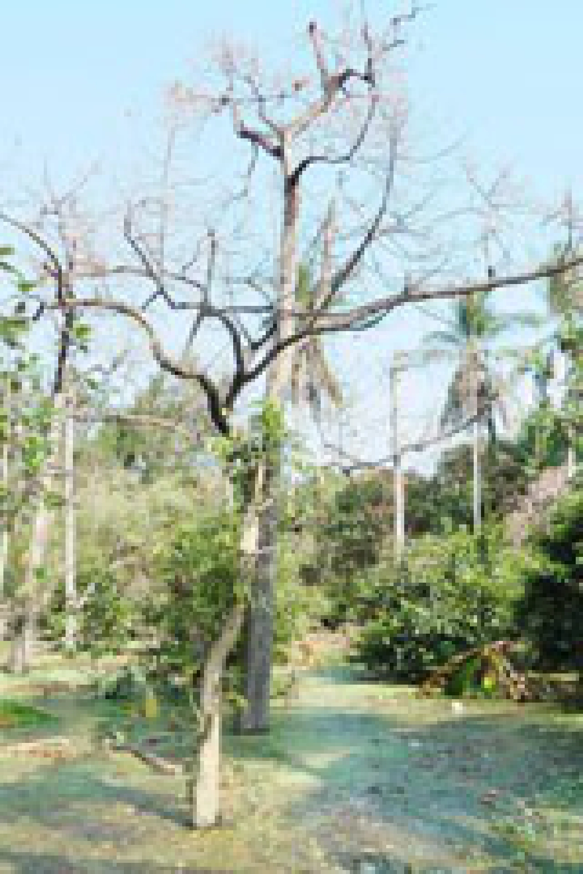 ทุเรียนนนท์ตายหมดสวน
ทุเรียนนนท์ตายหมดสวน