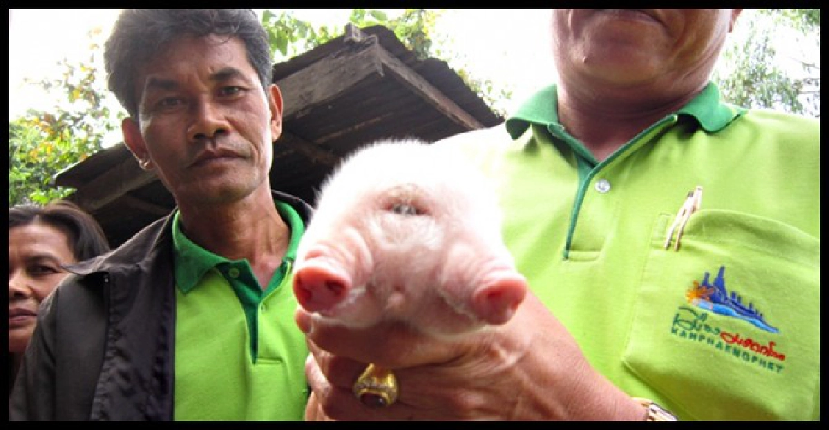 ฮือฮา!ชาวบ้านแห่ดูลูกหมูประหลาดแน่น

