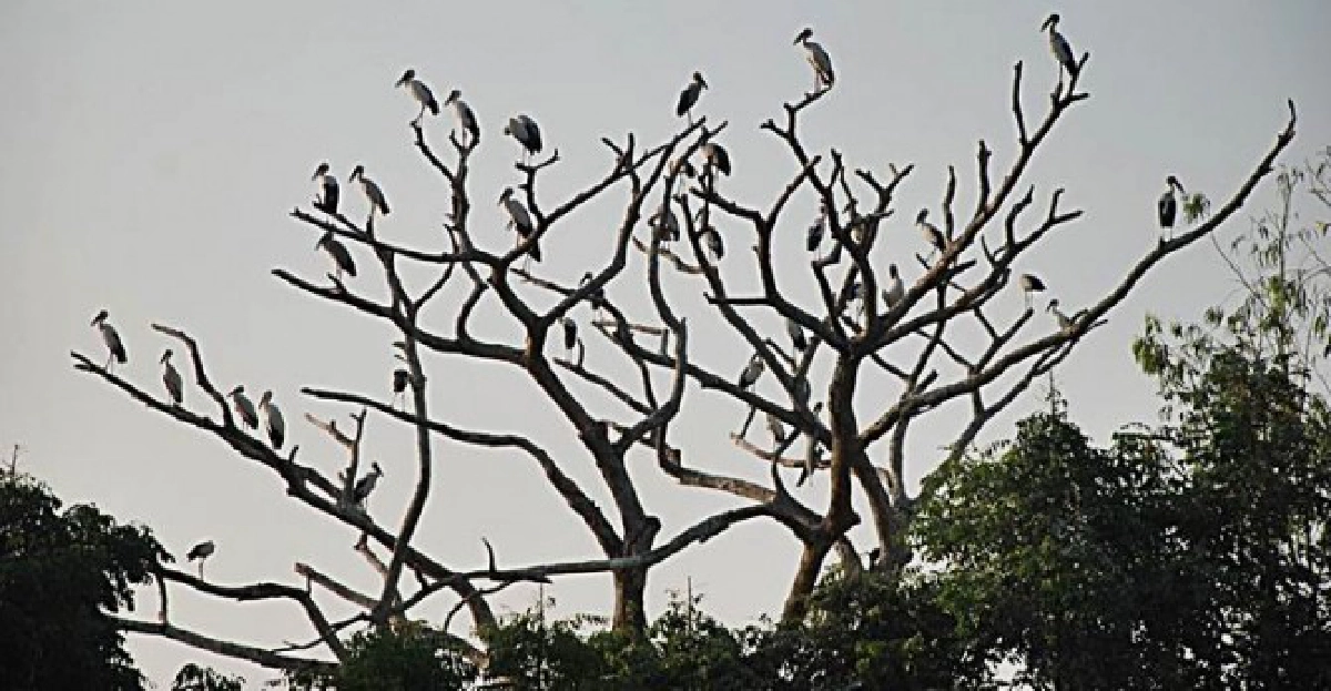 นกปากห่างนับแสนช่วยชาวนาปราบศัตรูพืช นกปากห่างนับแสนช่วยชาวนาปราบศัตรูพืช