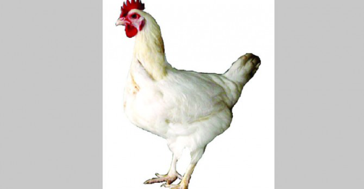 ไก่'พันธุ์มทส.'ผลพวงงานวิจัย ไก่'พันธุ์มทส.'ผลพวงงานวิจัย