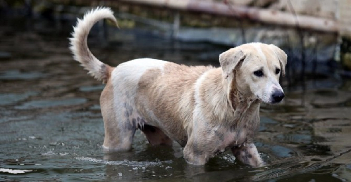 พระเดือดร้อน!เลี้ยงสุนัขถูกทิ้งกว่า100ตัว