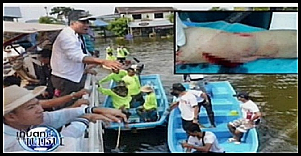 'ไอ้เข้'โผล่!กัดขา'8ขวบ'เข้ากระดูก 'ไอ้เข้'โผล่!กัดขา'8ขวบ'เข้ากระดูก