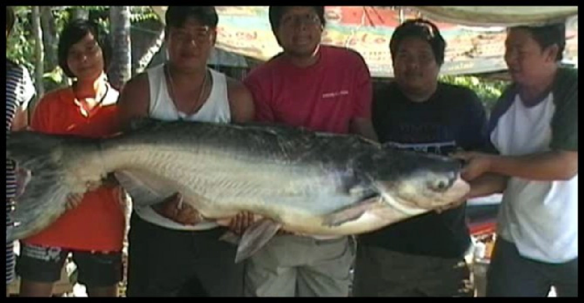 ปลาบึก100ก.ก.ติดยอชาวปทุมธานี