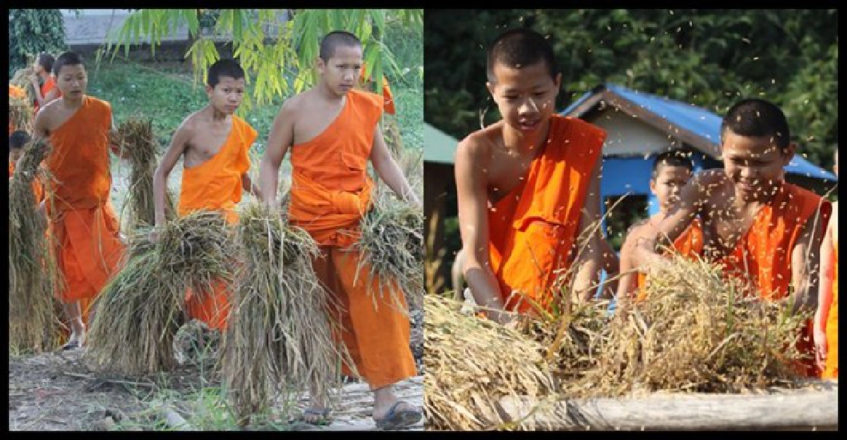 ทำนาแบบพระๆไม่พึ่งนโยบาย“จำนำและประกันราคาข้าว"
ทำนาแบบพระๆไม่พึ่งนโยบาย“จำนำและประกันราคาข้าว"