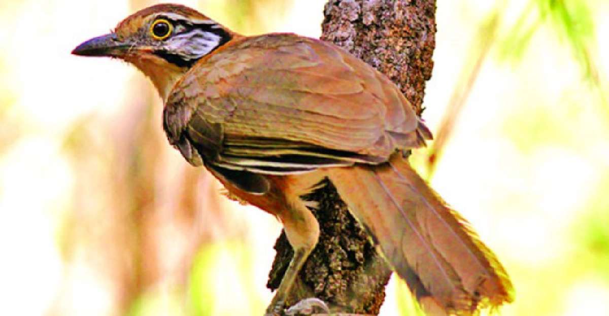 นกกะรางสร้อยคอใหญ่

