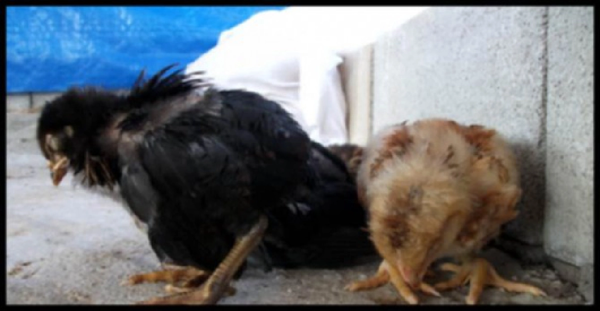 หนาวจัด'ไก่ดำภูพาน'เริ่มป่วยตาย