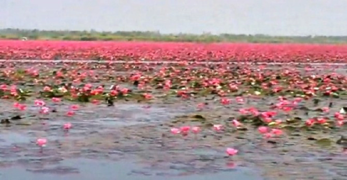 แห่ชมทะเลบัวแดงรับลมหนาวอุดรธานี