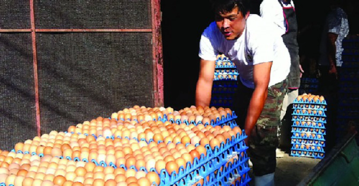 'เลี้ยงไก่ไข่สร้างเงินล้าน'