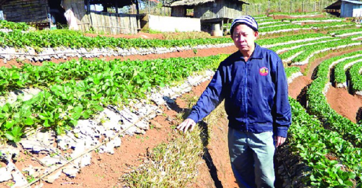 ปลูกหญ้าแฝกในไร่สตรอเบอร์รี่ ปลูกหญ้าแฝกในไร่สตรอเบอร์รี่