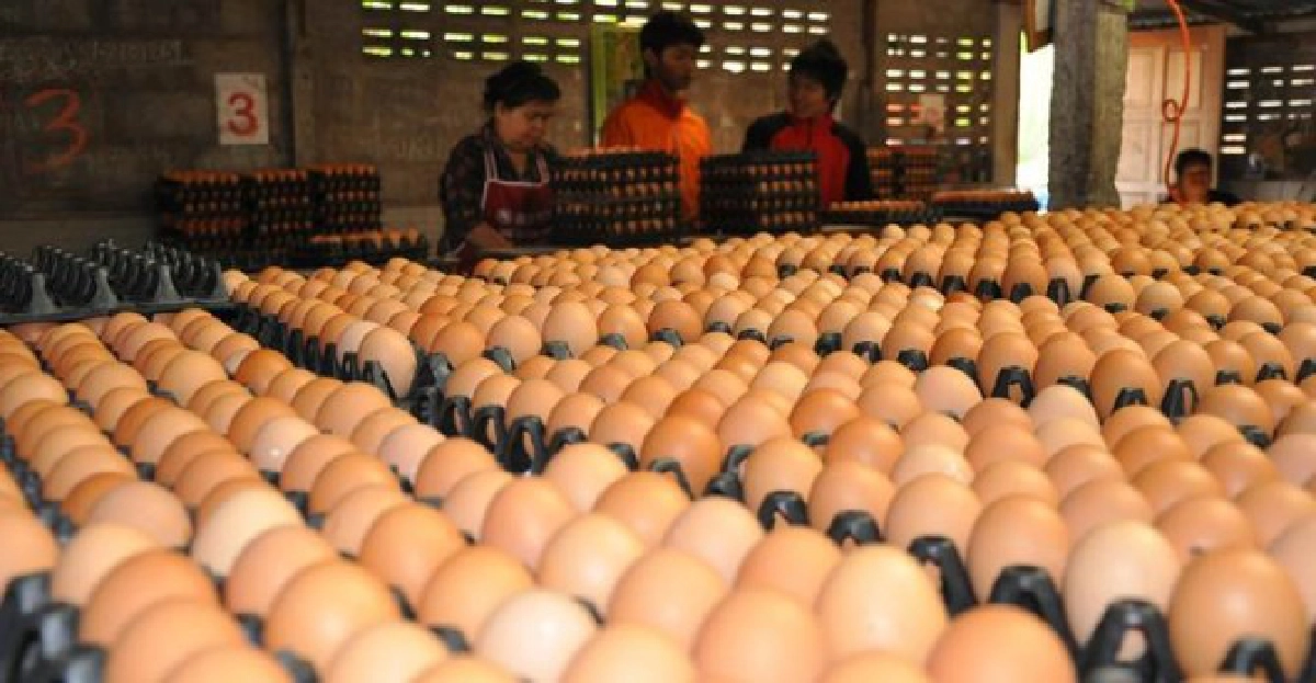 'พาณิชย์' เตรียมแก้ปัญหาไข่ไก่ราคาตก