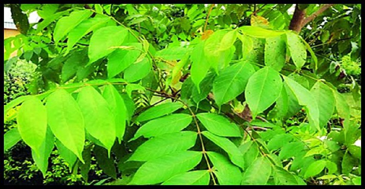 'สันโสก'บรรเทาหลายโรค