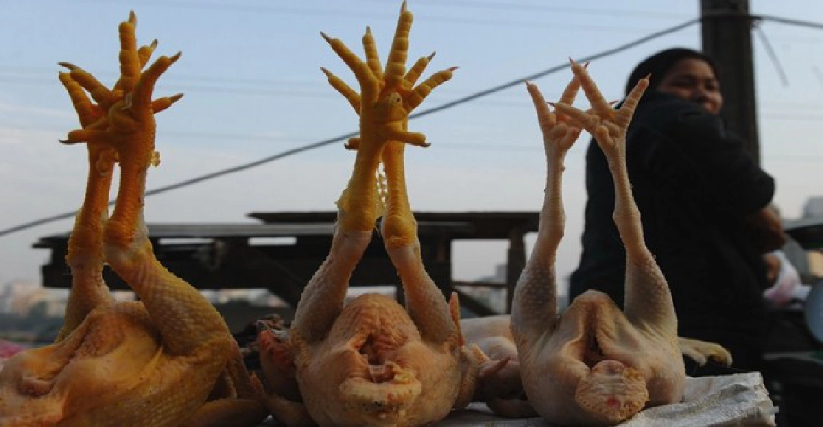 'ฮ่องกง'ห้ามนำเข้าสัตว์ปีก-ไข่จากจีน 'ฮ่องกง'ห้ามนำเข้าสัตว์ปีก-ไข่จากจีน