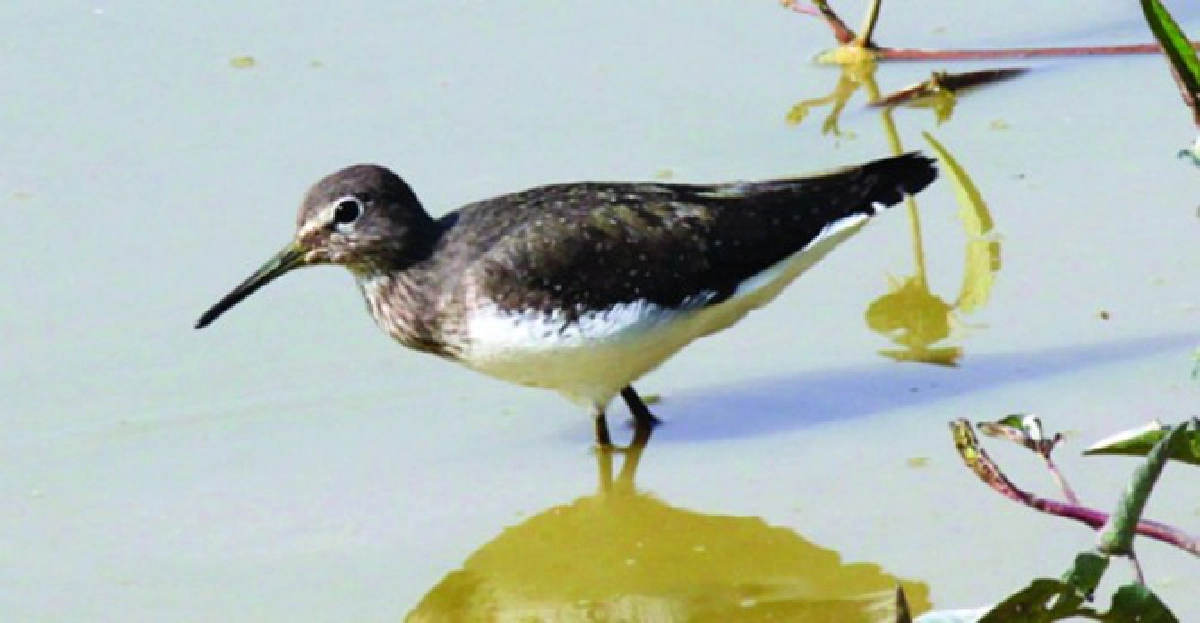 นกชายเลนเขียว