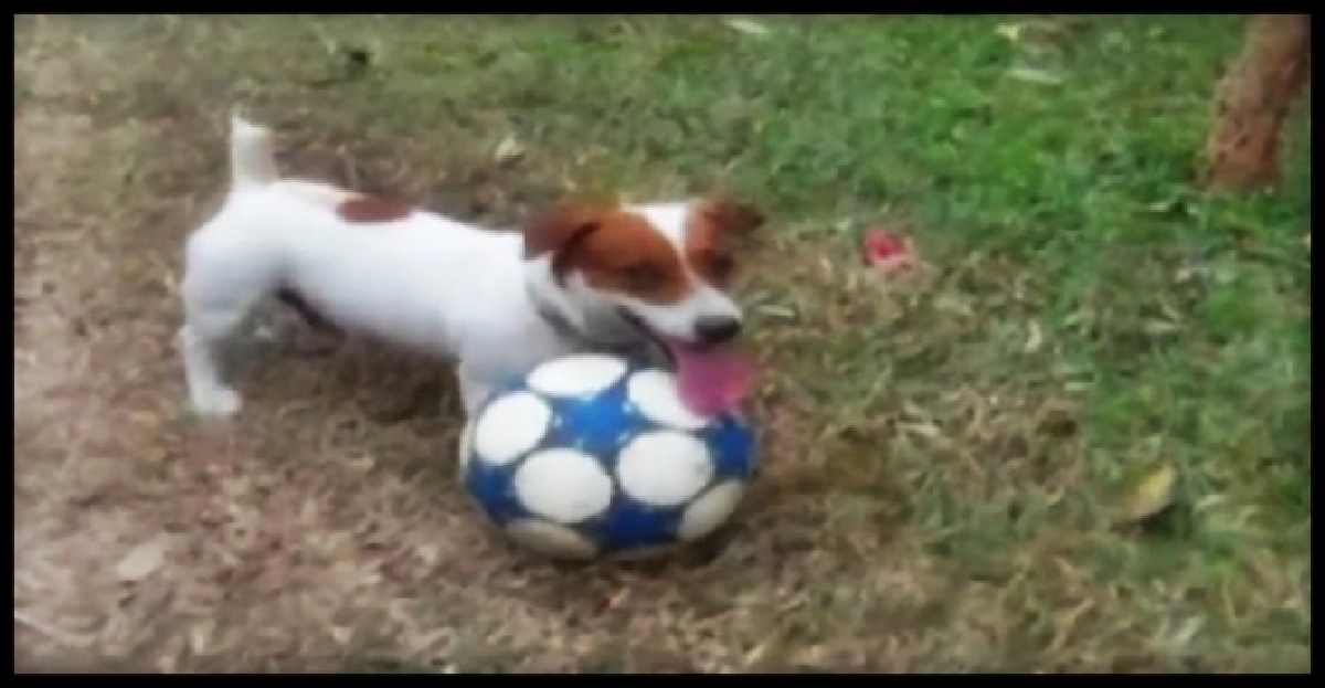 น้องหมานักฟุตบอล น้องหมานักฟุตบอล