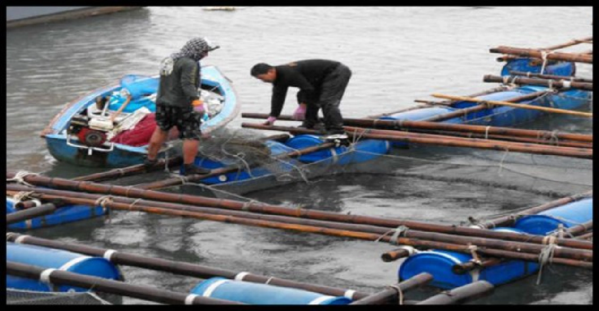 ฝนตกทำปลากระพงในกระชังเสี่ยงโรค