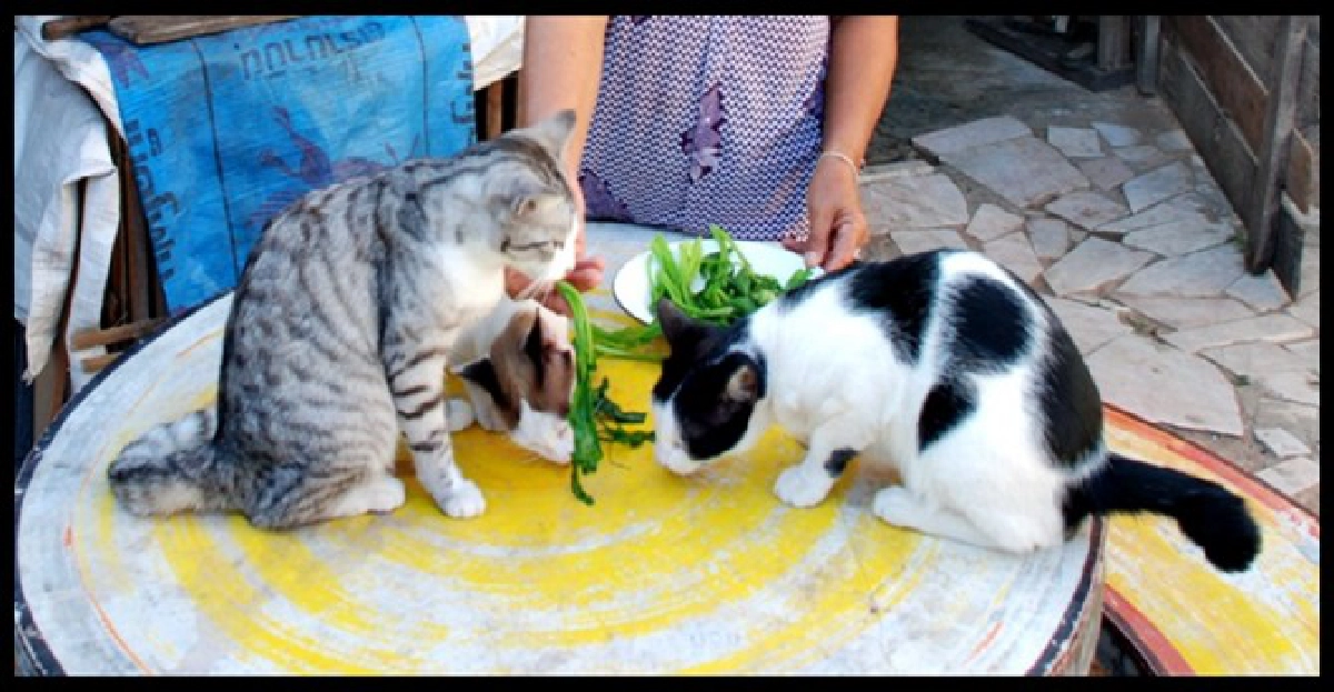 แปลก!เจ้าเหมียว3ตัวชอบกินผัก แปลก!เจ้าเหมียว3ตัวชอบกินผัก