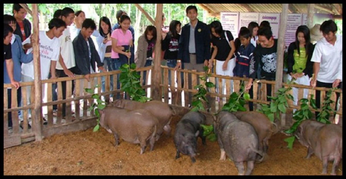 ไอเดียเจ๋งใช้มูลหมูหลุมแทนการใช้ปุ๋ยเคมี ไอเดียเจ๋งใช้มูลหมูหลุมแทนการใช้ปุ๋ยเคมี