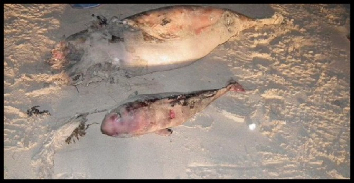 โลมาหัวบาตรคลื่นซัดลูกทะลักตายเกยหาด โลมาหัวบาตรคลื่นซัดลูกทะลักตายเกยหาด