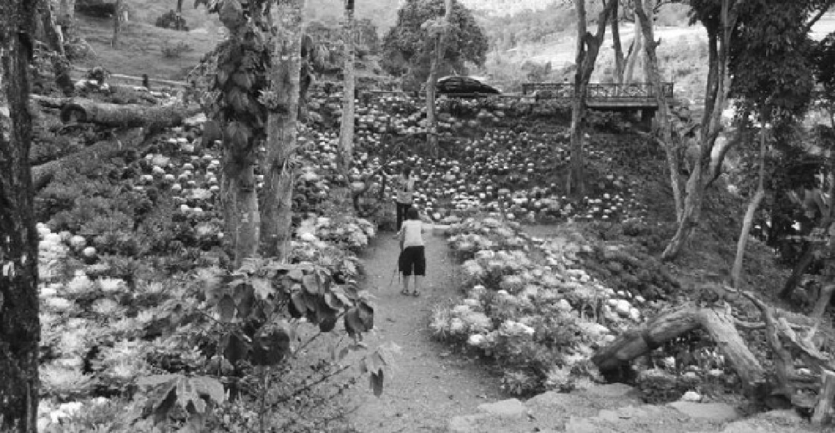 รับลมหนาวที่โครงการหลวง