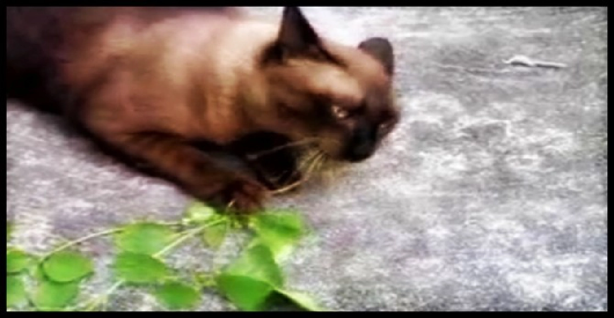 สมุนไพรสำหรับน้องเหมียว สมุนไพรสำหรับน้องเหมียว