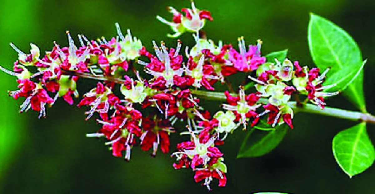 'เทียนไม้'ใบแก้อักเสบ 