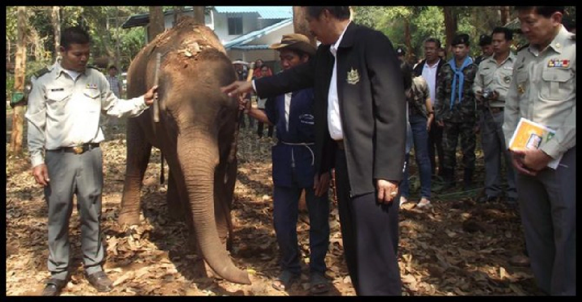 ลูกช้างป่าล้มในบ่อน้ำอุทยานฯกุยบุรี  