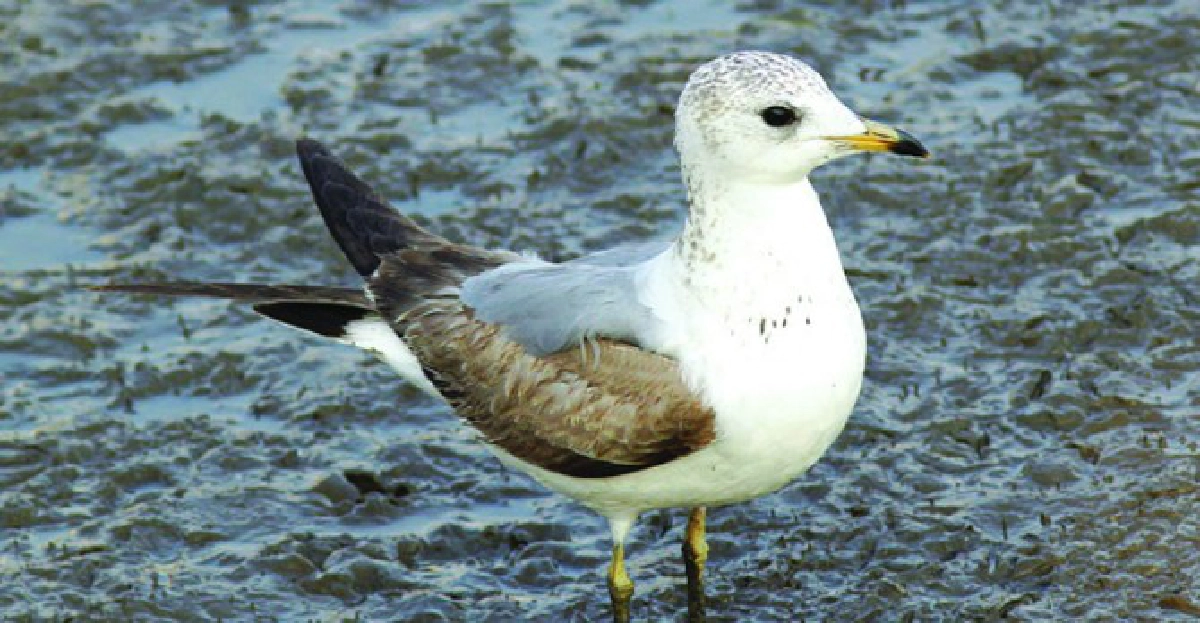 นกนางนวลปากเหลือง 