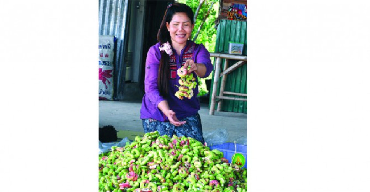 ปลูกมะขามเทศเพชรโนนไทย ปลูกมะขามเทศเพชรโนนไทย