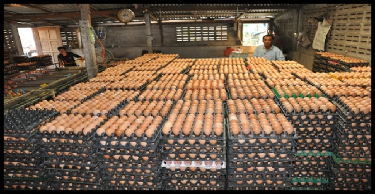 ไข่ไก่ราคาตกดันปรับขึ้นหน้าฟาร์ม ไข่ไก่ราคาตกดันปรับขึ้นหน้าฟาร์ม