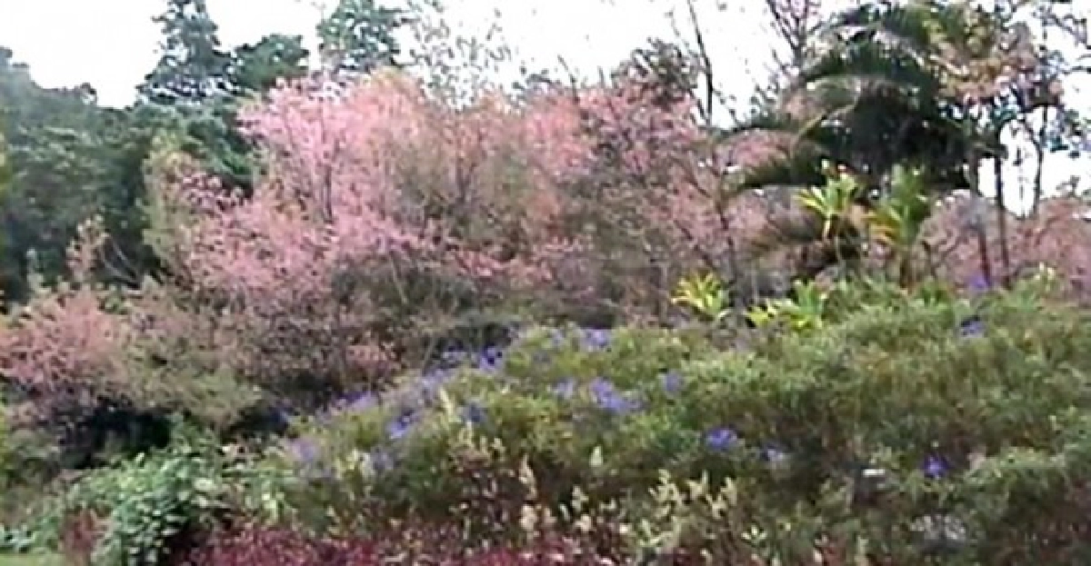 ตรุษจีนนทท.แห่ชมดอกซากุระเมืองไทย ตรุษจีนนทท.แห่ชมดอกซากุระเมืองไทย