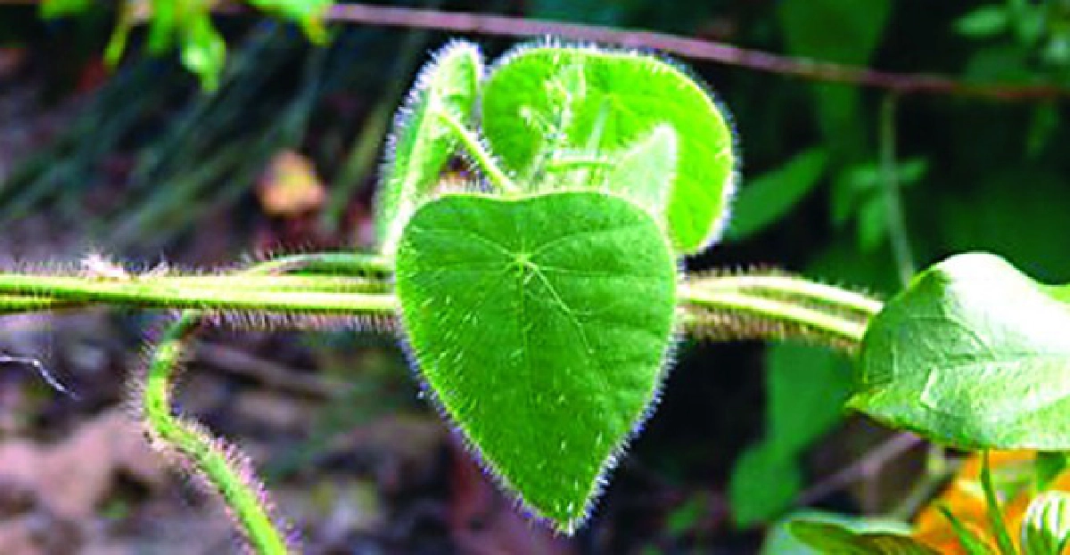 'กรุงเขมา'เป็นยา-กินได้ 'กรุงเขมา'เป็นยา-กินได้