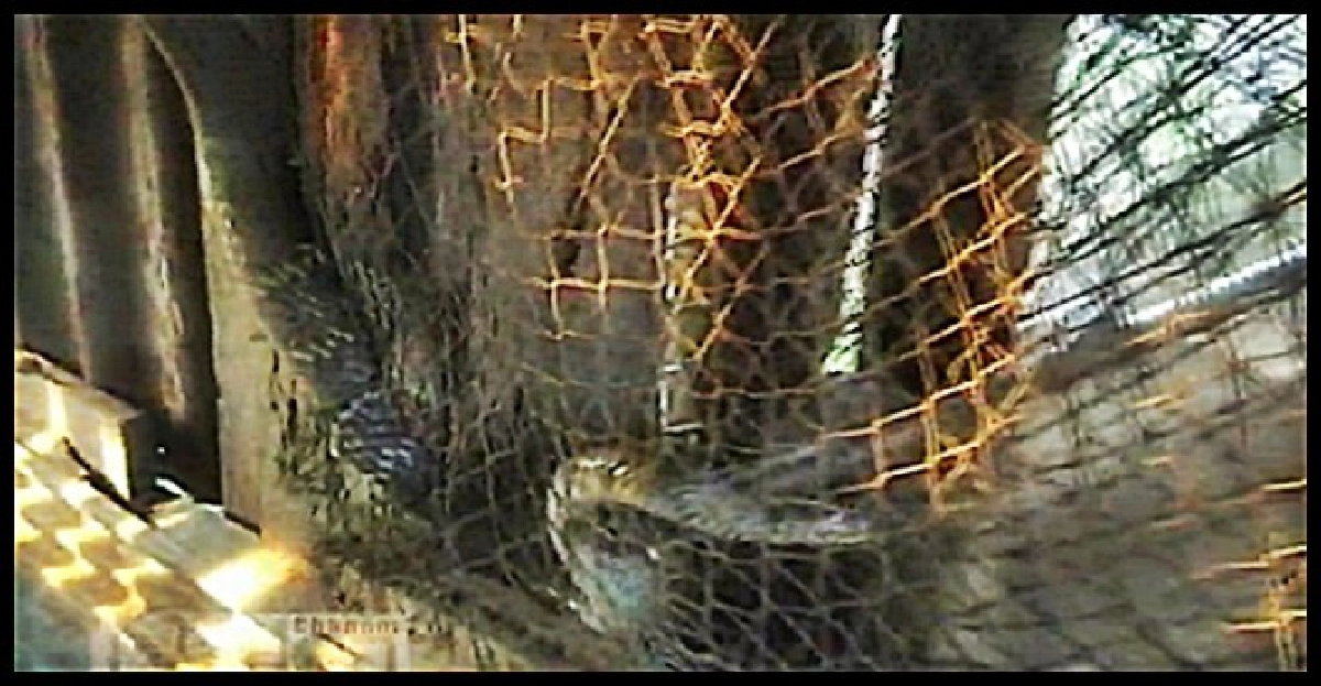 งูสิงห์กินไก่ไข่หนีไม่รอดติดตาข่าย