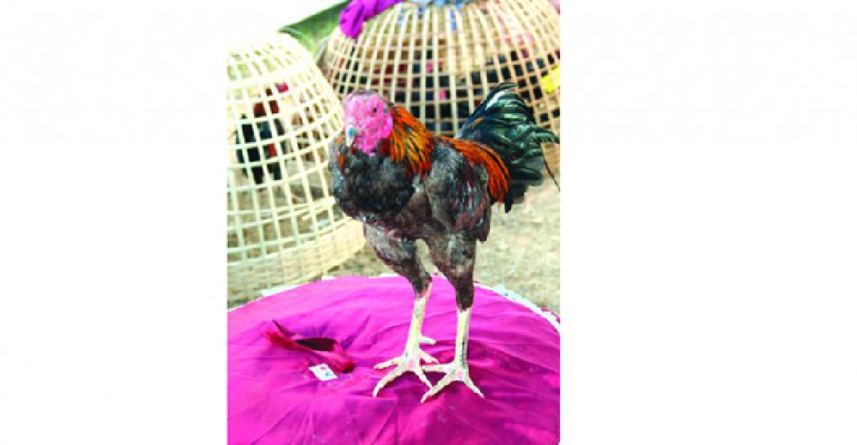 เลี้ยงไก่ชนอาชีพเสริม..รายได้หลัก 
