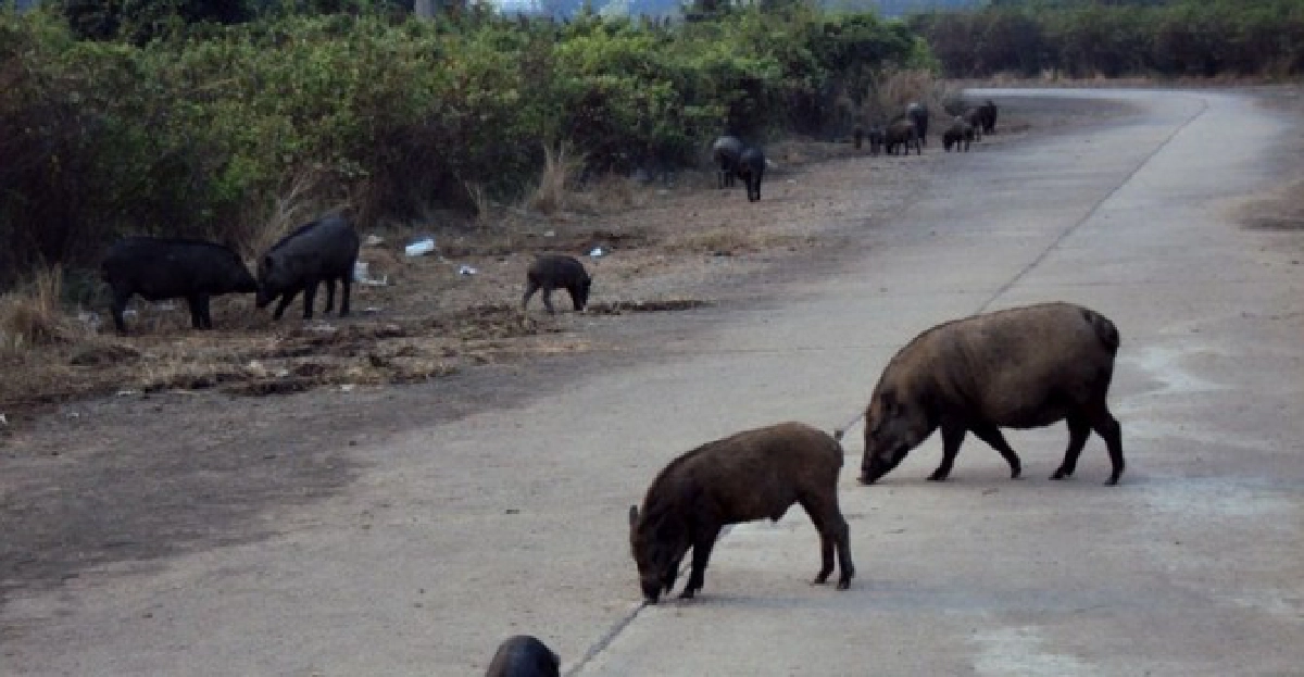 สุดทน!ฝูงหมูป่าเพ่นพ่านบนถนน สุดทน!ฝูงหมูป่าเพ่นพ่านบนถนน